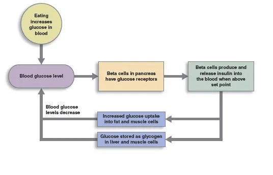 Negative feedback loop controlling blood sugar via insulin