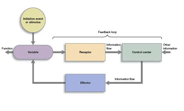 Generic feedback loop: input to receptor, compared against a reference, then to effector and back to input