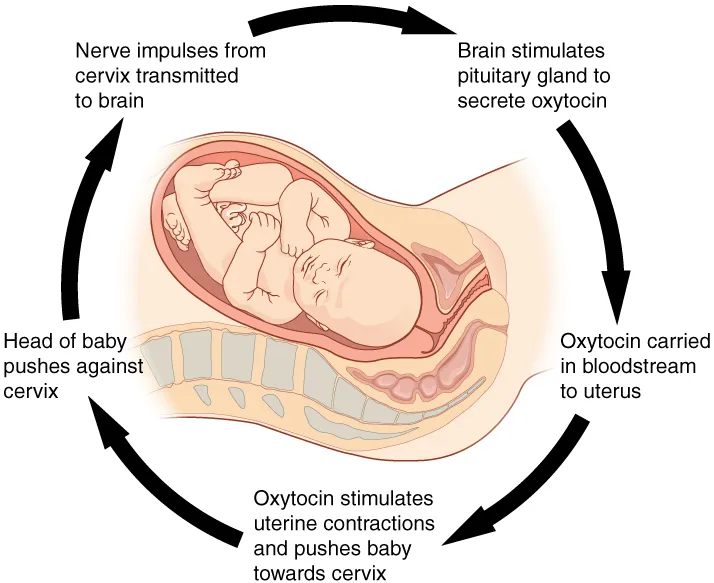Positive feedback during childbirth: oxytocin, uterine contractions, and cervical stretching